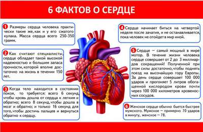 Интересные факты о сердце