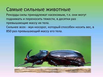 Какое насекомое самое сильное на Земле?