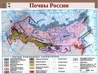 Какие почвы хаpaктерны для территории России: типы, особенности и почвенная карта