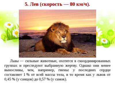 Какую скорость бега развивает лев?