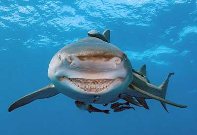 Интересные факты о серой бычьей акуле