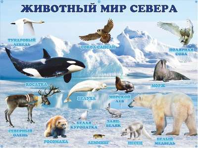 Животный мир Северного полюса