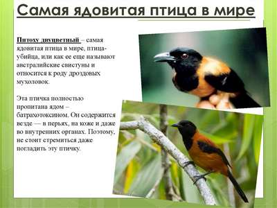 Ядовитые виды птиц: названия, хаpaктеристика и фото