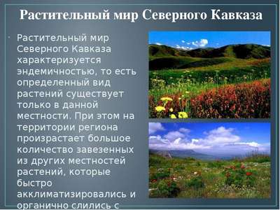 Флора Кавказа — список, хаpaктеристика и фото