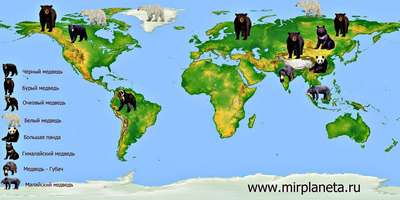 Где живет гималайский медведь? Ареал, карта и среда обитания