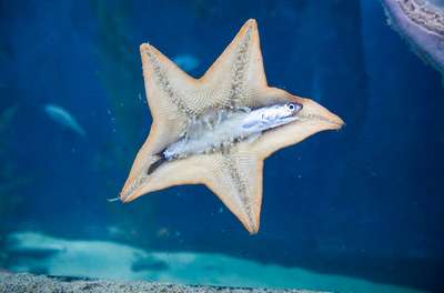 Что и как едят морские звезды?