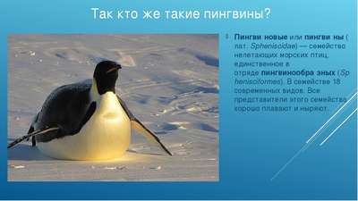 Пингвин – это птица или млекопитающее?