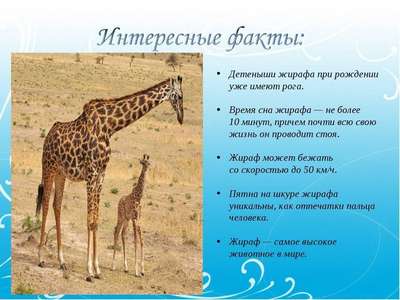 ТОП 10 самых интересных фактов о жирафах