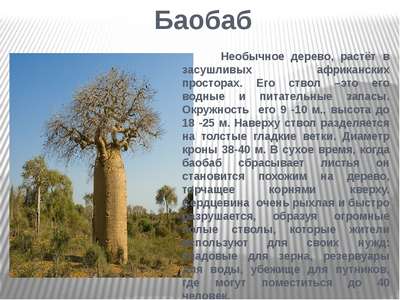 Баобаб – описание и фото гигантского долгоживущего дерева