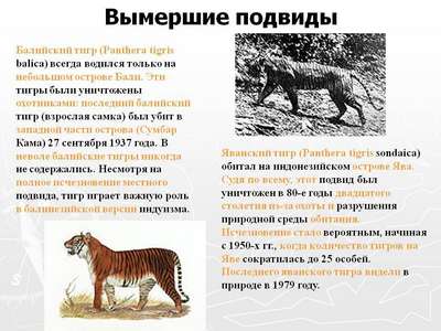 Исчезнувшие тигры и львы – ТОП 10 вымерших видов больших кошек