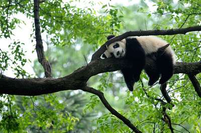 Чем питается большая панда в дикой природе?