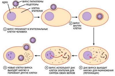 Этапы и механизм процесса инфицирования и размножение вирусов