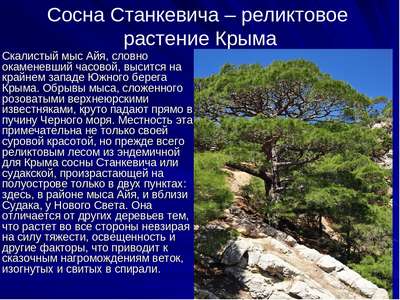 Растительный мир Крыма: названия, фото и хаpaктеристика