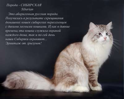 Самые ласковые и добрые породы кошек – список, хаpaктеристика и фото