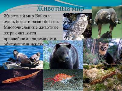 Животный мир Байкала — список, хаpaктеристика и фото