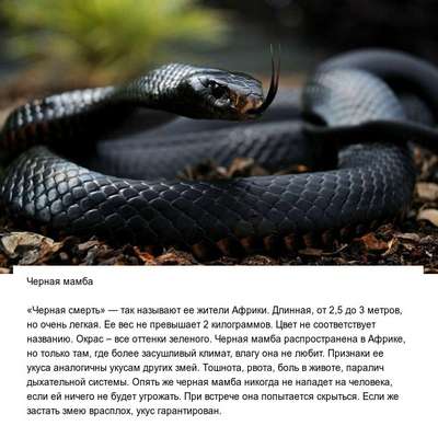 Какая змея самая ядовитая на Земле – фото и описание опаснейших змей планеты