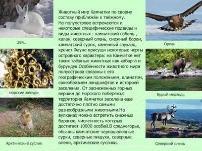 Животный мир Камчатки – список, описание и фото
