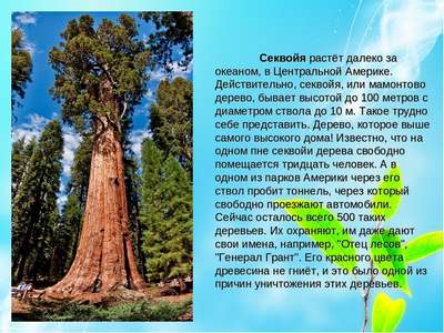 Какие деревья самые древние на Земле – список, хаpaктеристика и фото