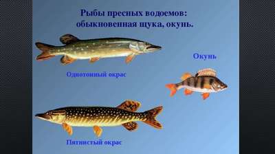 Какая рыба водится в пресных водоемах России – список, хаpaктеристика и фото