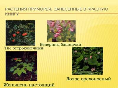 Редкие растения из Красной книги Приморского края — список, хаpaктеристика и фото