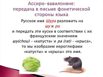 Можно ли кормить декоративную крысу капустой?