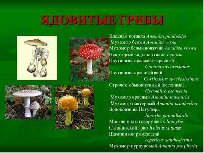 Доклад-сообщение на тему: «Ядовитые грибы»