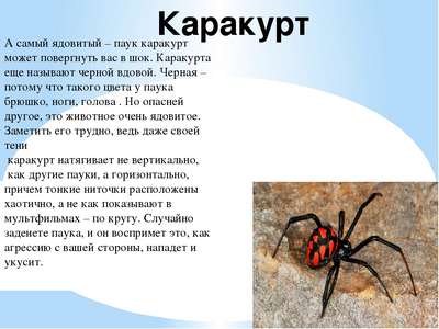 Какие ядовитые виды пауков есть в России – список, хаpaктеристика и фото