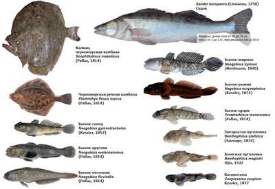 Какие ядовитые и опасные рыбы обитают в Черном море – названия видов, фото и хаpaктеристика