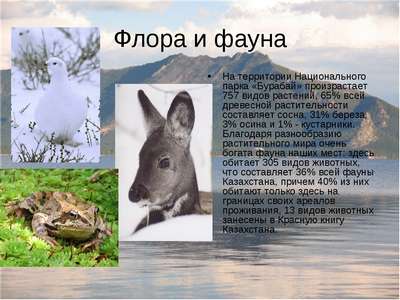 Природа, флора и фауна Казахстана — хаpaктеристика и фото
