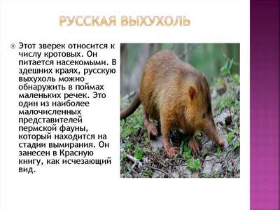 Редкие животные из Красной книги Пермского края – список, хаpaктеристика и фото