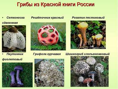 Какие грибы занесены в Красную книгу России? Список, хаpaктеристика и фото