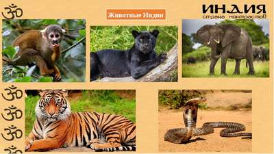Какие животные живут в Индии: названия, хаpaктеристика и фото