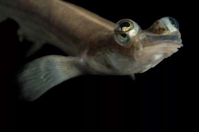 Четырёхглазки – самые необычные рыбы на планете