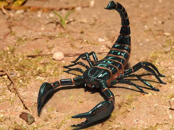 Скорпион – представитель паукообразных или насекомое, к какому классу относится