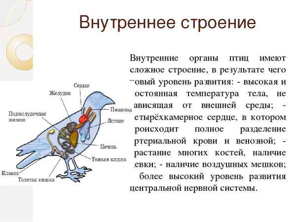 Внутреннее строение птиц, особенности внутренних органов