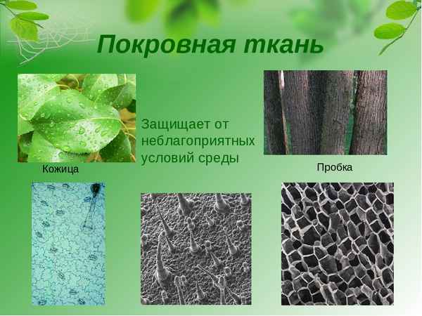 Покровная ткань растений – особенности строения, функции в таблице