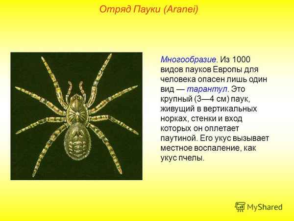 Класс паукообразные (1 класс) – общая хаpaктеристика, среда обитания и особенности для сообщения