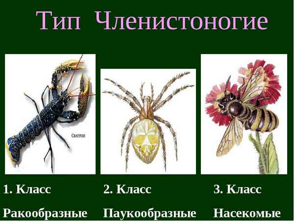 Тип Членистоногие (тема по биологии) – какие животные, классы и группа
