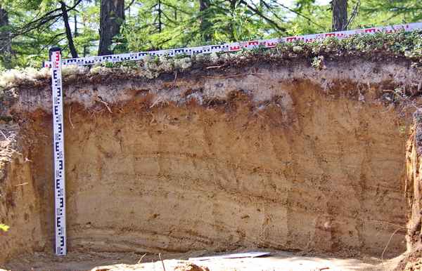 Подзолистые почвы – для какой природной зоны хаpaктерны дерново-подзолистые типы