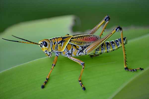 Члeнистоногие насекомые – кого относят к типу (список)