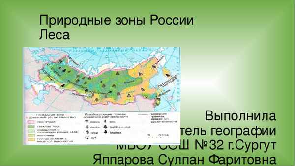 Природная зона Сургута – основные особенности