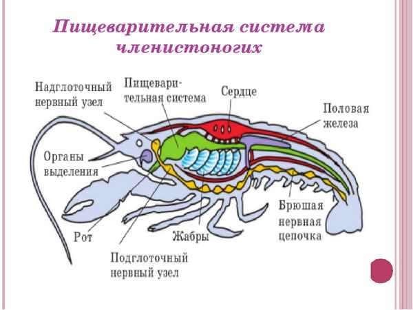 Пищеварительная система члeнистоногих – органы выделения и выделительная система, пищеварение