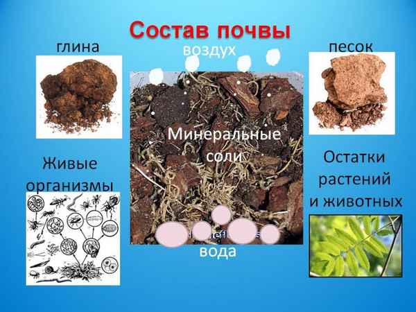 Как образуется почва (3 класс), гумус и минеральные соли по окружающему миру