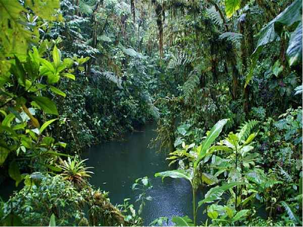 Экваториальные леса Южной Америки – интересные факты о тропических лесах