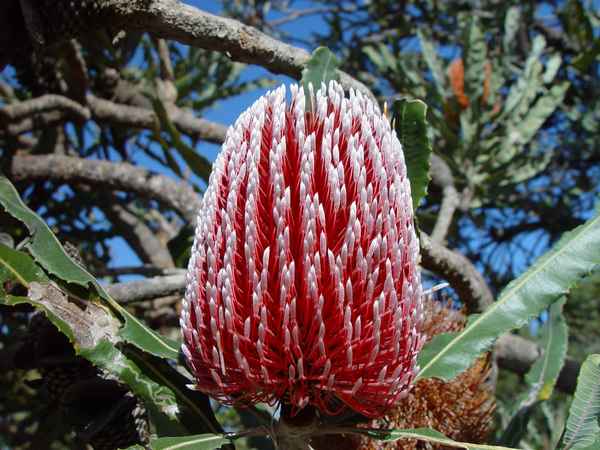 Растения Австралии – растительный мир и эндемики