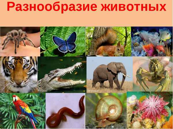 Разнообразие животных (3 класс, окружающий мир) – формы животного мира