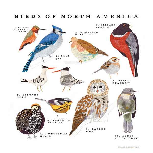 Птицы Северной Америки и их названия