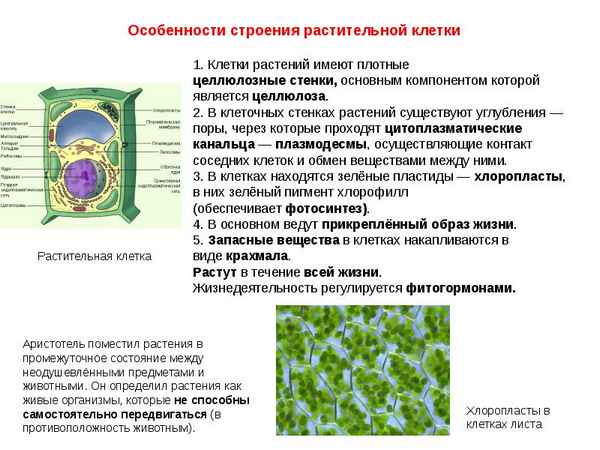 Строение растительной клетки и ее функции, особенности под микроскопом клетки растения