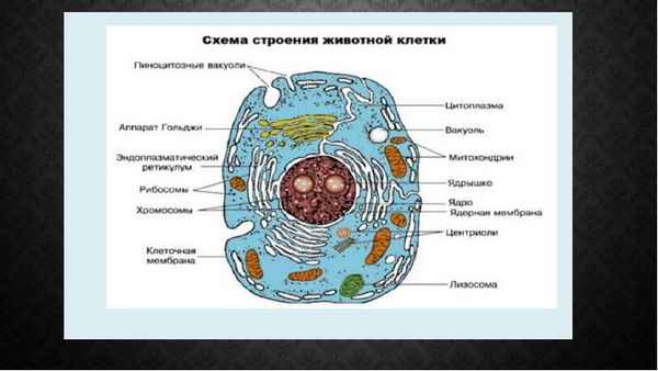 Строение животной клетки (9 класс, биология) – особенности и функции