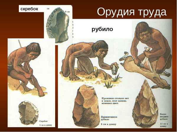 Древние люди (5 класс, история): как жили, орудия труда, стада